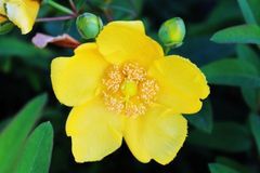 未来一个月天降大财，财旺贵人多，日进斗金，家开富贵花的3生肖