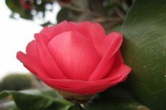 未来三年喜事多见，好运相伴，运势节节攀升，福禄双全的3生肖