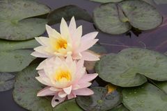 贵人助阵，求财顺利，11月底运势大旺，日子越过越有钱的3生肖