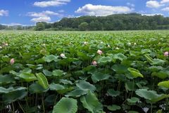 喜气盈门，福禄双全，未来3个月贵人帮扶，万事大吉的3大生肖