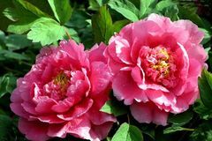 未来一年福旺财多，运势如虹，财神恩宠，日进斗金的3大生肖