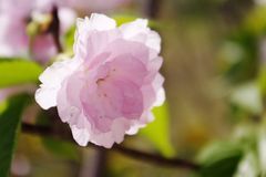 运势大逆袭，富贵有余！未来一年财神眷顾，喜气盈门的3大生肖