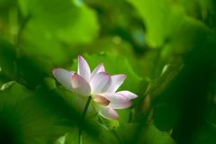 12月上旬大运到家，咸鱼翻身，财路大开，生活无忧不差钱的生肖