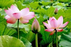 未来三个月吉星高照，撞大运财神来，事业扶摇直上，福禄至的生肖