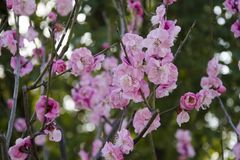 2020年运势飙升，财运一飞冲天，事业顺遂，收入高涨的3生肖