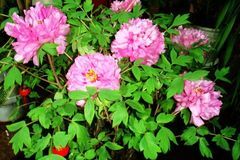 下个月开始财运高涨，事业高升，顺风顺水，日子越过越富足的生肖