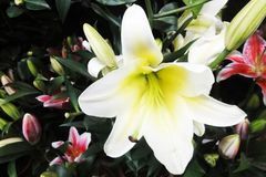 未来三个月鸿运加身，开门见喜，事业红火，赚得盆满钵盈的3生肖