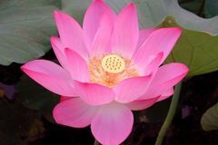 这3生肖春风得意，咸鱼翻身，未来一个月事业蒸蒸日上，富贵多金