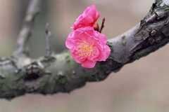 明年运势连旺，财神关照，步步高升，收入丰厚，生活富无忧的生肖