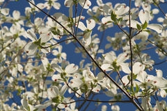 7天之后运势爆棚，好运傍身，贵人人助力事业旺，求财顺利的生肖