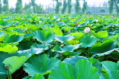 2020年喜迎财神，贵人撑腰，事业红红火火，富贵难逃的3生肖