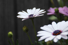 下周开始福星高照，运势突飞猛涨，事业大显身手，富得流油的生肖
