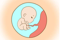 四个月的胎儿有多大？除了大小，这些发育情况也要早知道