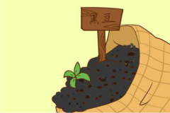 备孕期吃黑豆有用吗？正在备孕的女人，不妨一看