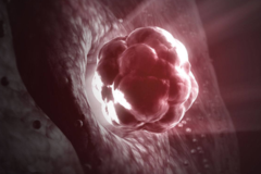 卵子一般在体内存活多久?正在备孕的女性，不妨看看