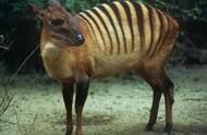世界10大神奇动物，像斑马一样的羚羊，和大熊猫齐名的金丝猴