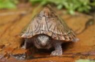 地球上10大最厉害的乌龟，剃刀龟和巴西龟领衔，你养过吗？