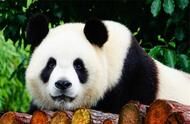 地球上10大最著名的动物，大熊猫和华南虎均上榜，你都认识吗？