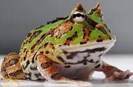 全球10大怪异青蛙，第二全身透明，第四毒性最强，你认识几种？