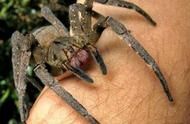 地球上10大有毒蜘蛛，黑寡妇蜘蛛仅第四，巴西游走蛛居榜首