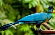 全球10大最美鸟类，大蓝蕉鹃和葵花凤头鹦鹉领衔，你都认识吗？