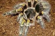 地球上10大巨型蜘蛛，巨人蜘蛛性格凶猛，骆驼蜘蛛攻击力超强