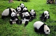 世界10大最懒的动物，国宝大熊猫成功上榜，你觉得它们懒吗？