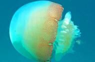 地球上5大最美水母，第一能无性繁殖，第五像一个煎蛋