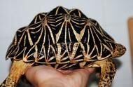 地球上5大最难饲养的陆龟，第一通常会暴毙，你养过几种？