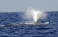 地球上最大动物，蓝鲸的心跳首次被记录到