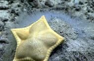 科学家发现外型独特的海星，网友：确定不是水饺？