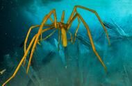 生存在极地的巨型海蜘蛛，腿长跨度达到70厘米