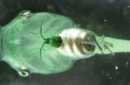 疯狂的想法，藻类在血管里提供氧气，能解决太空人类缺氧问题吗？