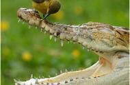 古老的鳄鱼可能是素食者，不吃肉而吃植物，这可能吗？