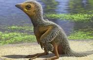 这就是恐龙时期最小的鸟类，重量只有高尔夫球的1/5
