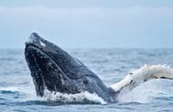 探索大自然之鲸鱼歌唱家，有着学习并且融合其他种群歌曲的天赋