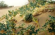 寻找奇异植物：外形与西瓜极其相似，生长在沙漠地区，但是却有毒