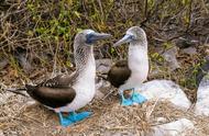 探索奇特的大自然：奇特的求偶方式，这种海鸟是面临着看脚的时代