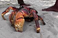 蟹类中的庞然大物，身长能达到1米，长时间待在水中还会溺亡