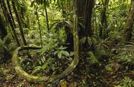 追溯3.07亿年前，史前雨林崩塌，一个奠定地球生物进化道路的过程