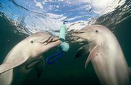 揭秘海豚之间是如何沟通交流的，它们的语言竟然与人类的类似