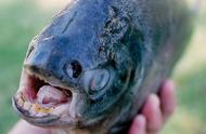 这种鱼长着跟人类相似的牙齿，男性遇上了简直是恶梦