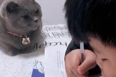 “小家教猫咪”监督娃写作业火了，内心：这傻孩子到底随了谁了？