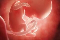 孕8-10周是胎儿畸形和胎停育高发期，5点预防措施要记牢