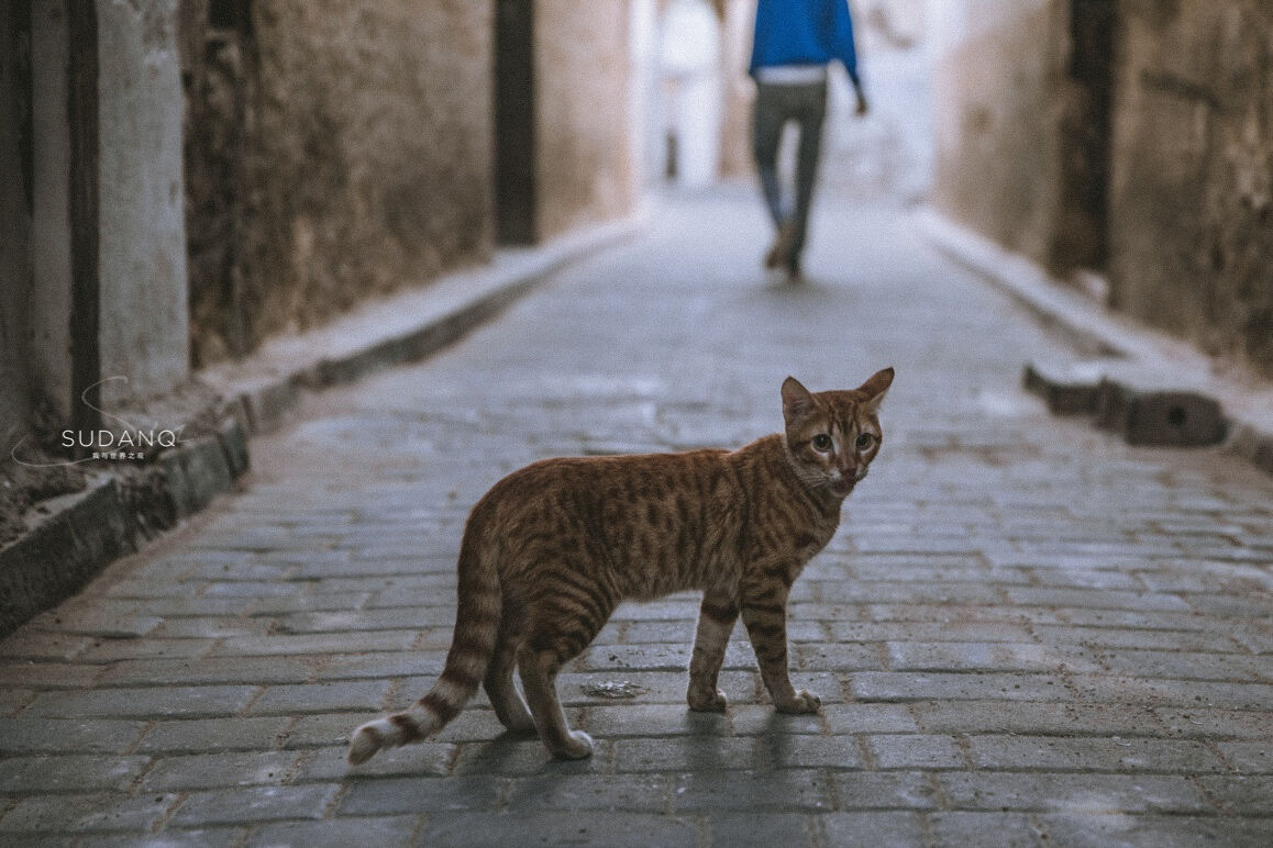 日出之前，古城里的第一批游客并非人类：孤独旅人与流浪猫的对话