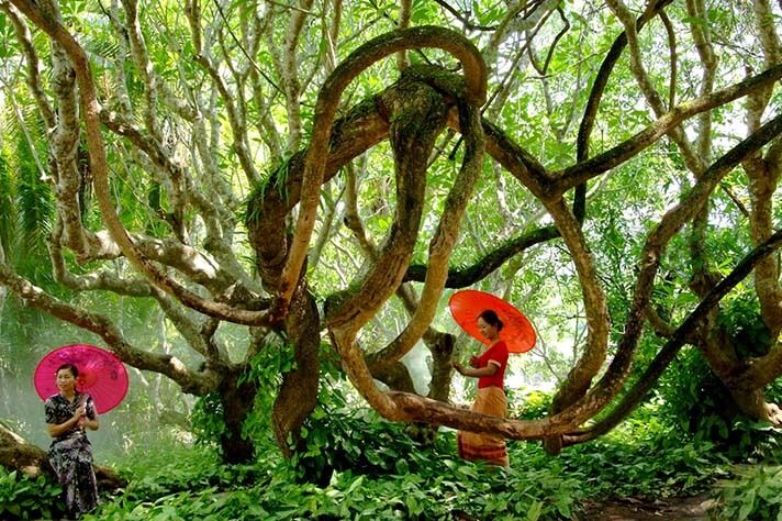 世界上有那么多的植物园，为什么要去交通不那么方便的版纳植物园