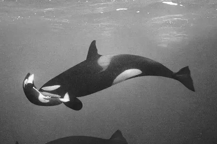 又到了澳大利亚一年一度观鲸季，还在等什么？