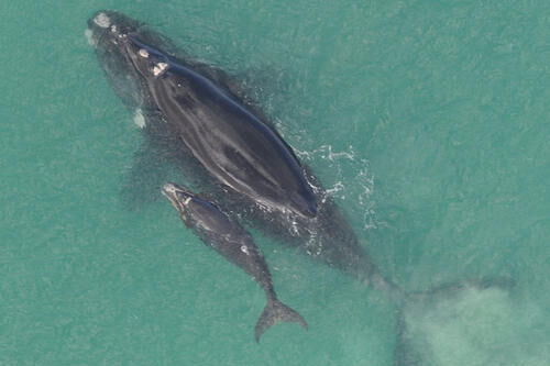 澳大利亚旅游，即便是不吃饭也要出海看一次鲸鱼，先去悉尼看蓝鲸