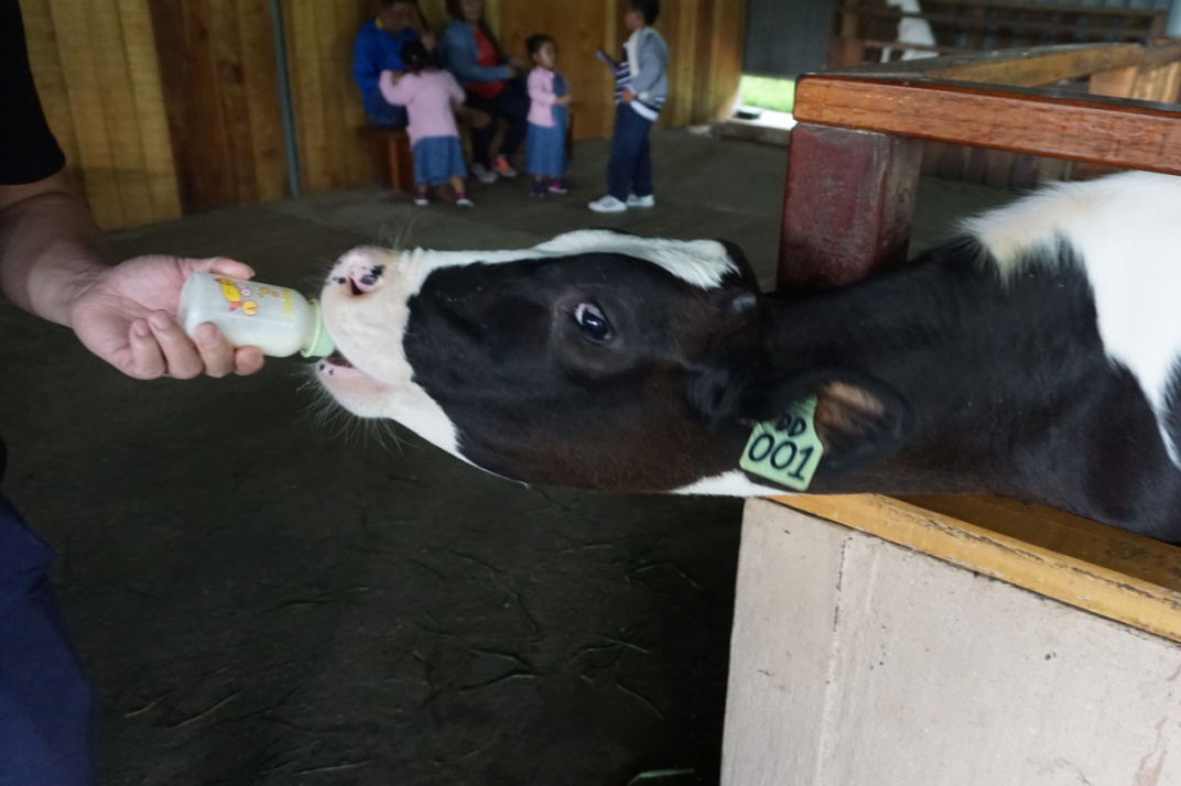 马来西亚亚庇不出海，我想邀你去神山公园，这里有东南亚最高的山