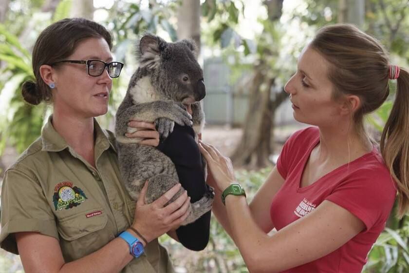 墨尔本看动物应该去华勒比野生动物园，看一边打盹一边睡觉的考拉
